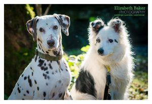two white dogs in sunlight