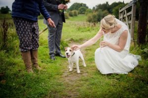 dog arrives at wedding