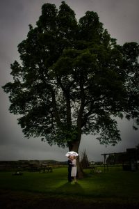 backlit tree