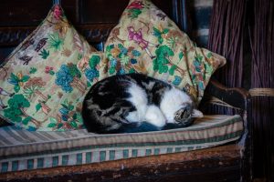 Cat nap