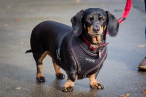 dog posing for camera