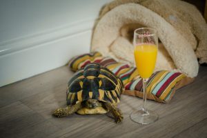 even the tortoise is celebrating