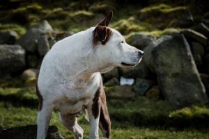 dog portrait