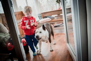 child and dog play at home