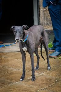 Oakwell Hall wedding photography dog guest