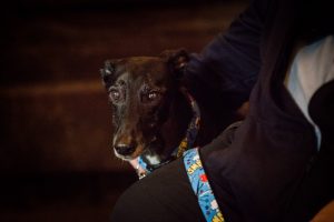 dog waits for the wedding to start
