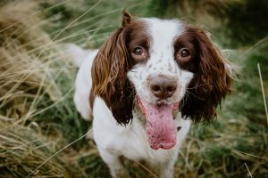 daisy the spaniel looking at the camera