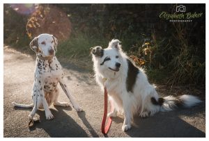dog portrait in the sun