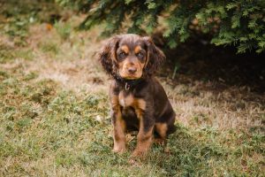 puppy brown cocker spaniel